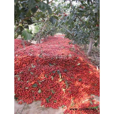 江苏邳州艾山优质6至14公分大五棱山楂树打折批发零售