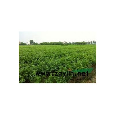 常年供应  价优量大 紫薇  榉树   朴树