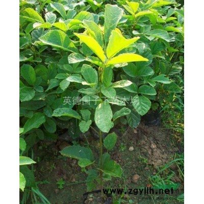 黄花风铃木/广东清远黄花风铃木大量供应/黄花风铃木小苗