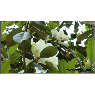 雪松广玉兰大量自产自销