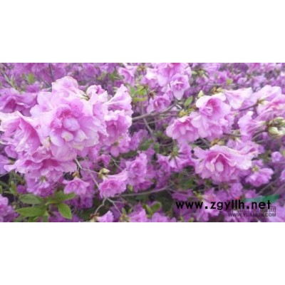 玉兰花—适合东北沿海地区种植的抗寒品种