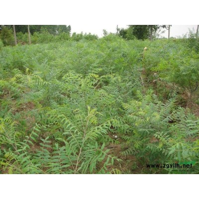 木瓜，文冠果