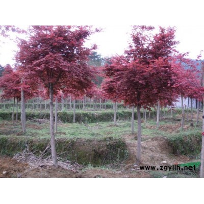 供应各种规格红枫