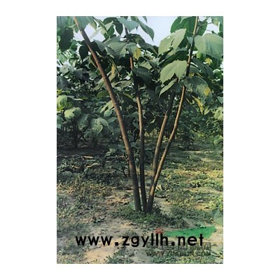 杂交枸树——盐碱地造林先锋树种