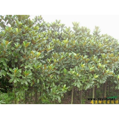 雪松_雪松小苗_雪松种子_雪松产地大量直销供应!