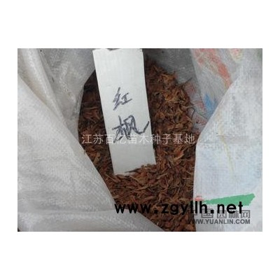 漆树种子常年特价供应质量*