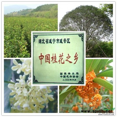 供应咸宁桂花树、丹桂树