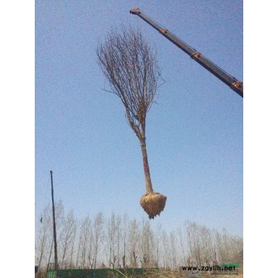 12公分国槐土球全冠原生帽现货发售