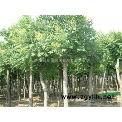 大量供应优质惠民白蜡