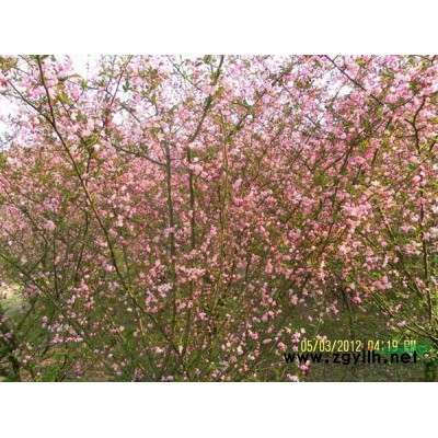 绍兴红豆杉，红豆杉供应