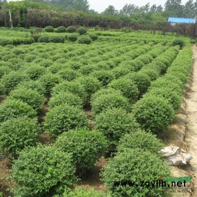 供应 【樱花】另供各种绿化小苗价格面议