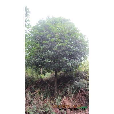 杆径8-12CM成片桂花树