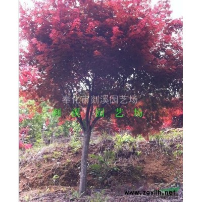 大量供应5-10cm红枫
