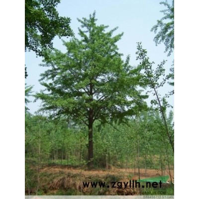 山东省郯城县重坊银杏之乡