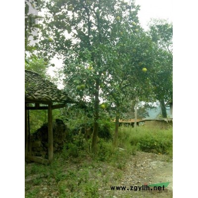 湖南油茶树 湖南油茶苗 益阳油茶树 油茶价格 大油茶树