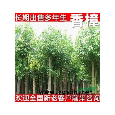 绿化苗水杉 树苗水杉苗水杉小苗 素有活化石之称水杉树