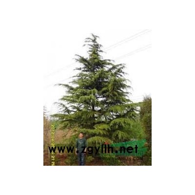 供应15--60厘米的楸树