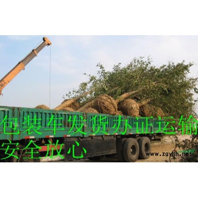 银杏大降价，*任你挑选，*包办送