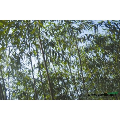 160亩竹柳，大量供应，电议