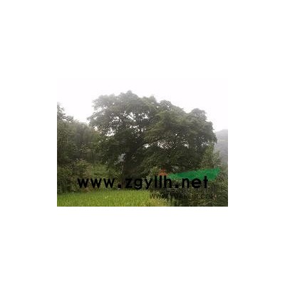 出售两颗山货大黄葛树,胸径分别为1.98米和1.07米