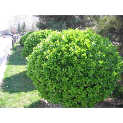 淄博西府海棠苗/淄博红宝石/黑松苗淄博北美海棠 泰安西府黑松