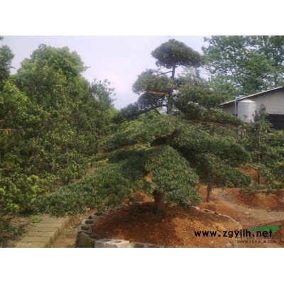 桂花  广玉兰   茶花   红叶石楠    杜鹃  丹桂