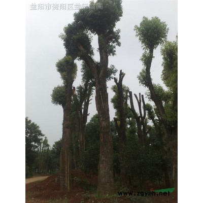 湖南香樟益阳香樟