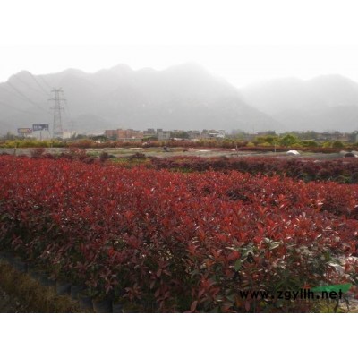 八月桂花，红叶继木，小叶蓉等