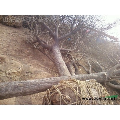 各种规格国槐,法桐,白蜡,合欢