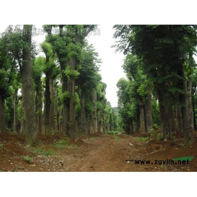 湖南香樟 益阳香樟树 香樟价格