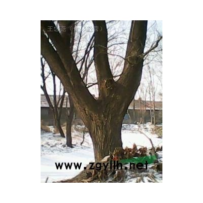 柳树、槐树、果树、榆树、圣柳