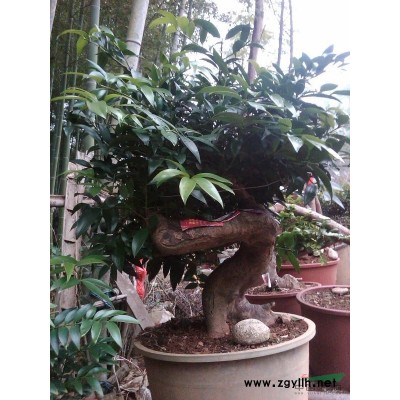 大量野生竹柏，多种形状