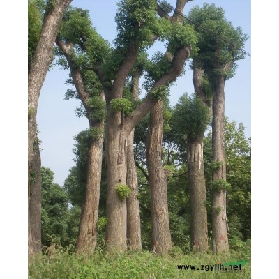 香樟、桂花、无患子、栾树、红梅、朴树等