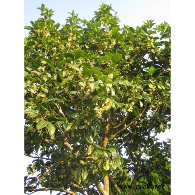 天竺桂、香樟、桂花、木兰、樱花、圆柏、紫薇
