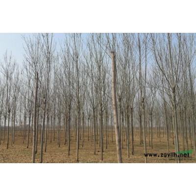 6-7-8-9-10公分白蜡8000棵急售