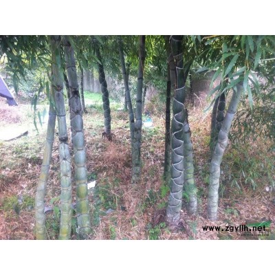 桂花 金桂 八月桂 四季桂