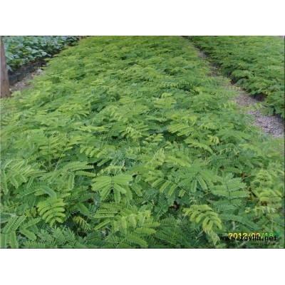 柳州1年生树苗销售