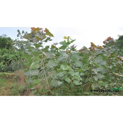 急售红杨，量大从优