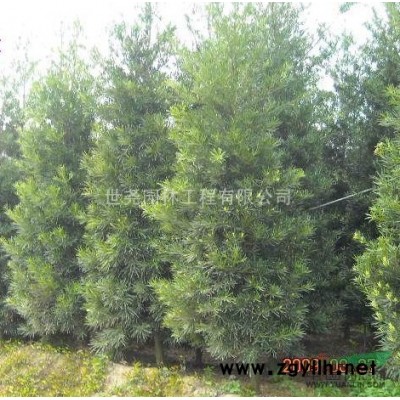 竹柏、桂花、茶花、罗汉松、香樟幼苗、含笑花