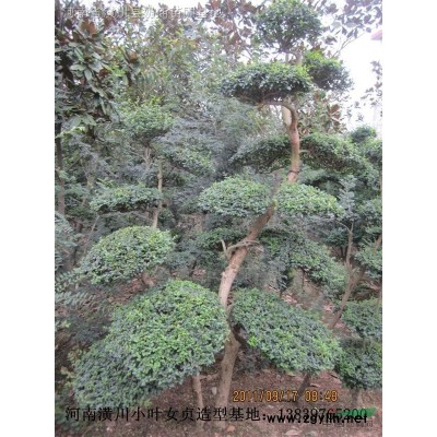 供应河南潢川桂花，3-12公分八月桂价格，自家桂花基地直销