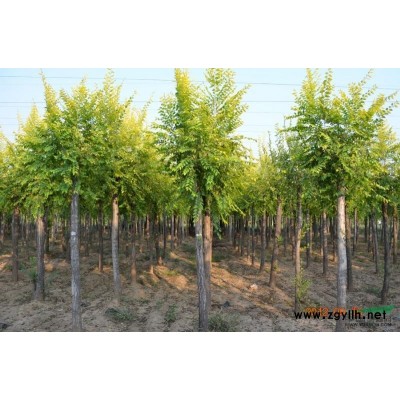 供应各种规格金叶榆（高接、矮接）