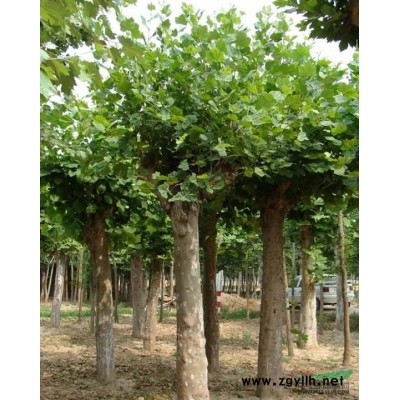 龙柏。桧柏。金叶女贞，红叶小檗。大叶黄杨，瓜子黄杨，红枫