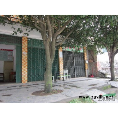 供应：桂花，水蒲桃，天竺桂，竹柏，小叶榕等常用绿化苗木