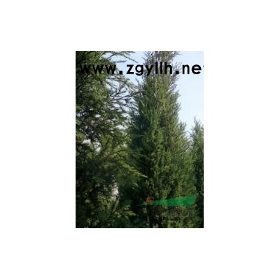 售：2-2.5米北京桧