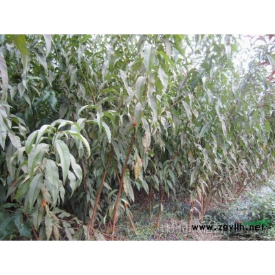 樱花小苗 低价批发   浙江嵊州苗木基地 价格公道