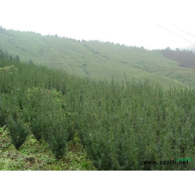 红豆杉1年 2年 3年苗 5-10公分直径