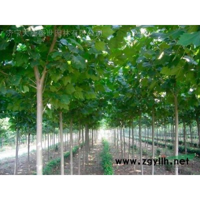 1-20cm法桐，法桐小苗，放扦插条