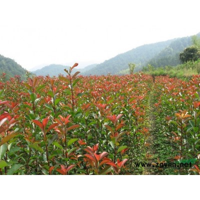高杆红叶石楠地栽苗