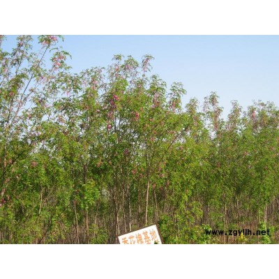 香花槐、国槐、竹柳、樟河柳