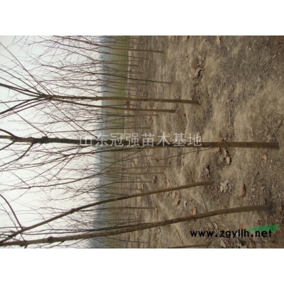 山东毛白杨，国槐，白蜡，法桐，千头椿，速生杨，速生柳，垂柳等